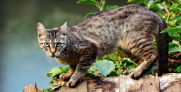 Domestic cats and dogs pose a serious threat to wildlife