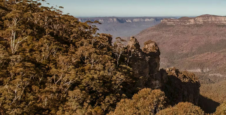 Yes, forest trees die of old age. But the warming climate is killing them faster