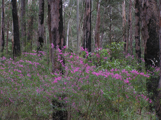 Blackbutt forest with native indigo in flower