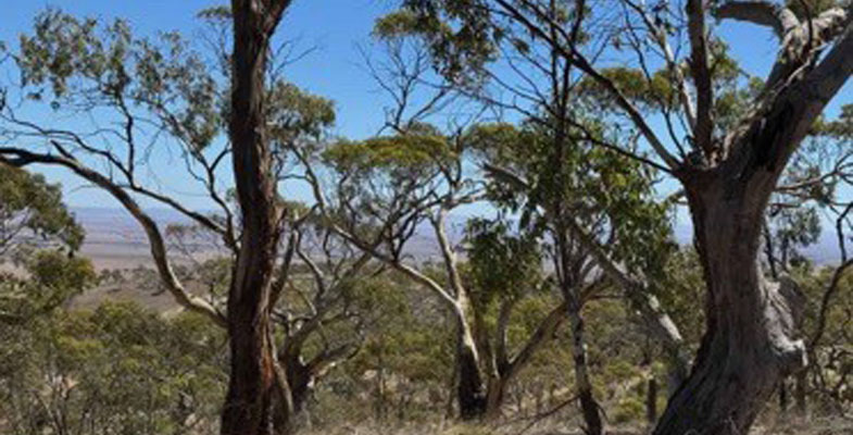 Clare Valley vines and bushland: Canaries in the climate change coal mine