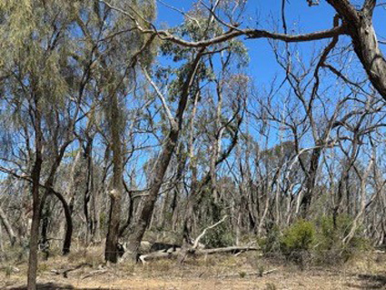 ClareValley