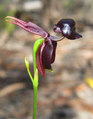 DuckOrchid