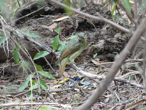 Female bowerbird checking out the males collection of toy cars