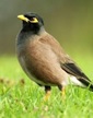IndianMyna
