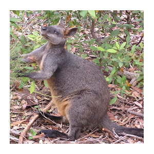 STEP Wallaby