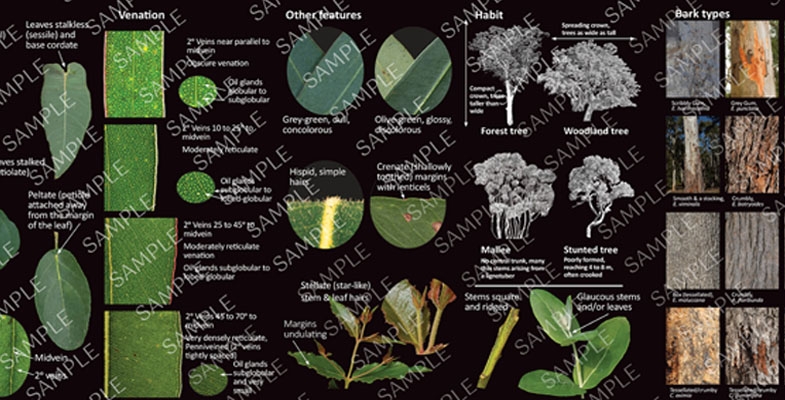 Eucalypt identification workshop