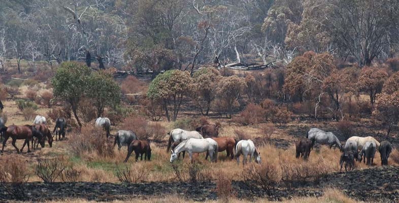 Feral horses in Kosciuszko