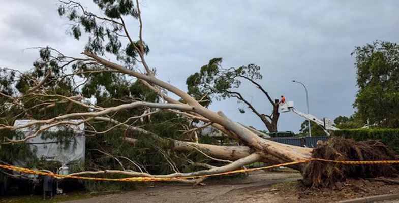 Recent storms cause more tree loss