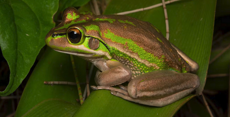 Citizen scientists are spotting more and more rare frogs on private land