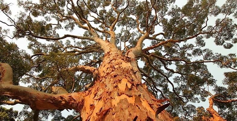 Ku-ring-gai Council tree forum