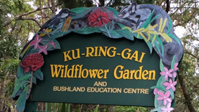 kuringgai wildflower garden31