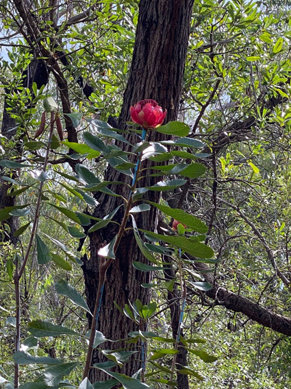 waratah