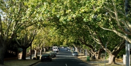 Tree Bonds can help Preserve the Urban Forest