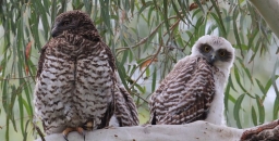 Look Up!  A Powerful Owl Could be Sleeping in Your Backyard After a Night Surveying Kilometres of Territory