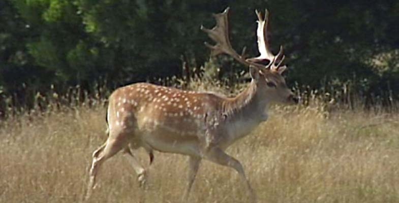 It’s Time to Declare Feral Deer a Pest
