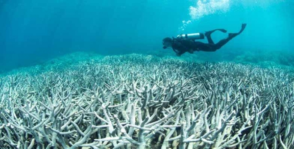 Great Barrier Reef in Peril but Adani Mine Approved