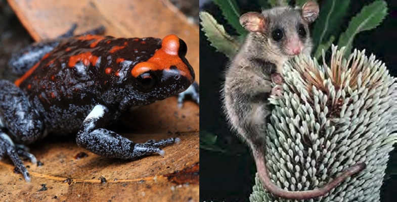 Fire management guidelines: Eastern Pygmy Possum and Red-crowned Toadlet