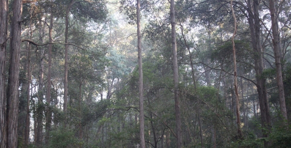 Some Promising Signs for Protection of Byles Creek Valley