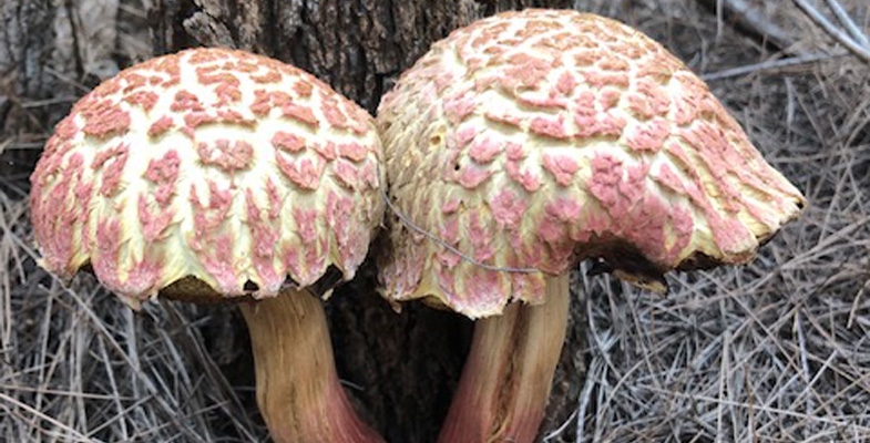 Great Season for Fungi