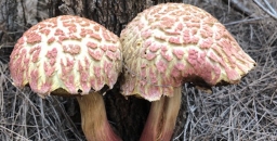 Great Season for Fungi