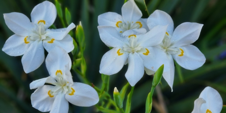 Lord Howe wedding lily – one of botany’s greatest mysteries