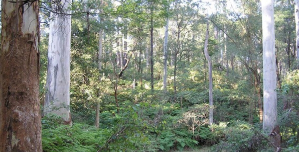 Preservation of Blue Gum High Forest in St Ives