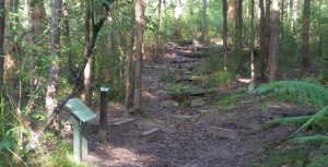 New Walk Series – Introduction to our Local Bushland