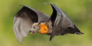 Hard Times for Flying-foxes in Sydney