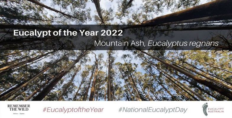 Eucalypt of the year