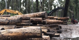 Ending native forest logging would help Australia’s climate goals much more than planting trees