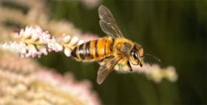 The feral flying under the radar: why we need to rethink European honeybees