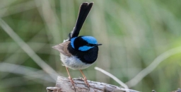 It isn't Easy being Blue – Cost of Colour in Fairy Wrens