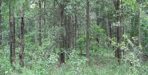 Sydney Turpentine-Ironbark Forest Declared Critically Endangered
