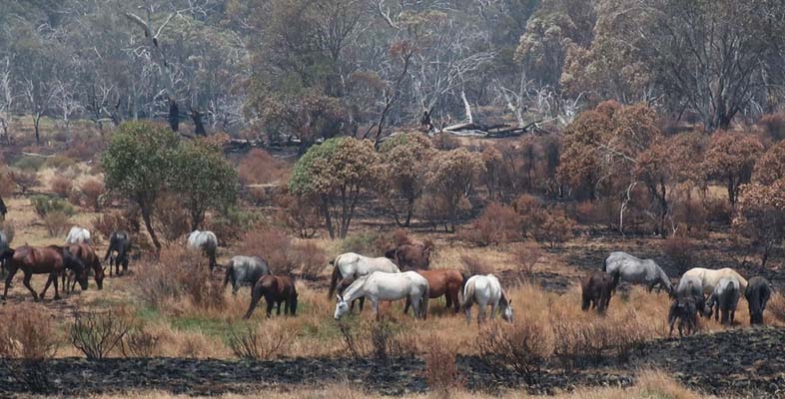 Good news on effective control of feral horse numbers