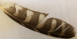 Powerful Owl feather identification guide