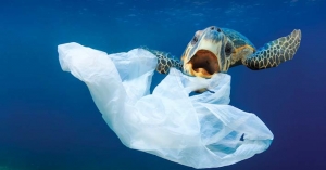 Senate Committee Recommends a Ban on Plastic Bags – Can this Happen?