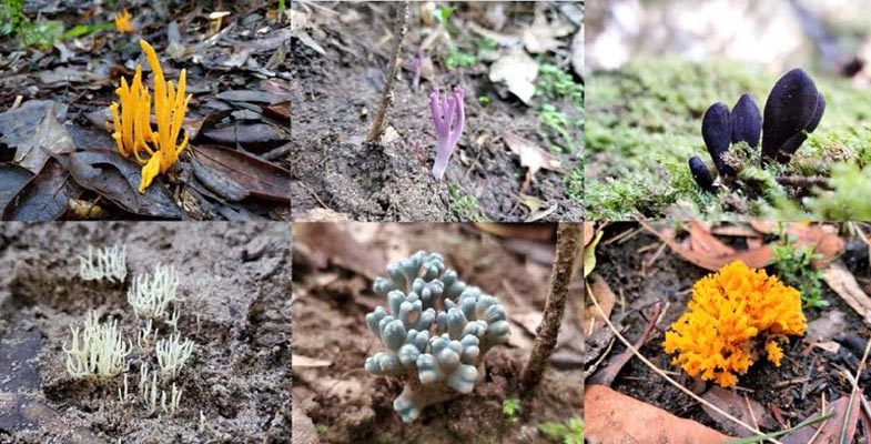 Fungi of the Lane Cove Valley: diversity, distribution and DNA