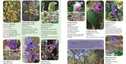 New booklet: Wildflowers on the Ridgetops