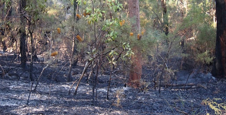 Impact of Bushfires on Biodiversity