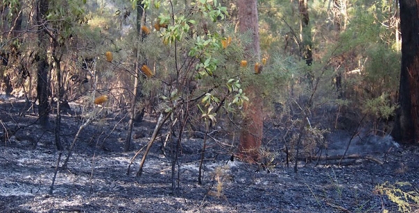 Impact of Bushfires on Biodiversity