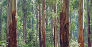 Let’s end native forest logging